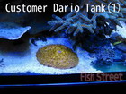 Dario Tank