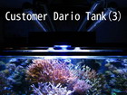 Dario Tank