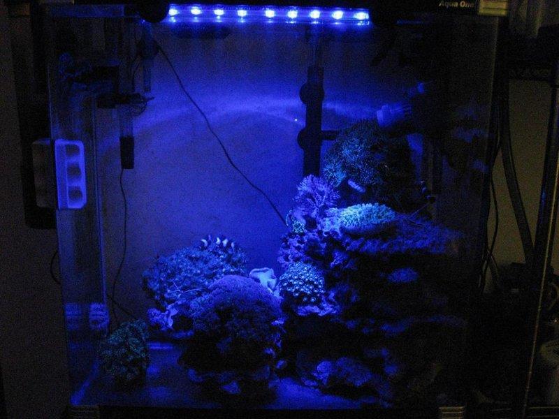 Trending: Adding LED Moonlights to the Aquarium