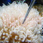 coralfeeder3.jpg