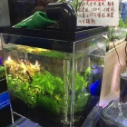 Aquaponics Nano Fish Plants Tank
