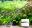 Aquarium Plant Straight Scissor for Freshwater